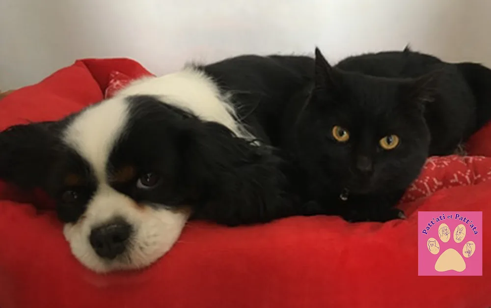 PATT'ATI ET PATT'ATA - Pas-de-Calais pet otel görseli 2