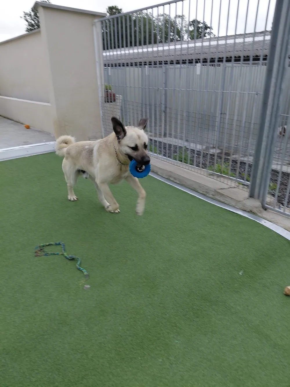 Pension Canine des Sources de la Liane - Pas-de-Calais pet otel görseli 3