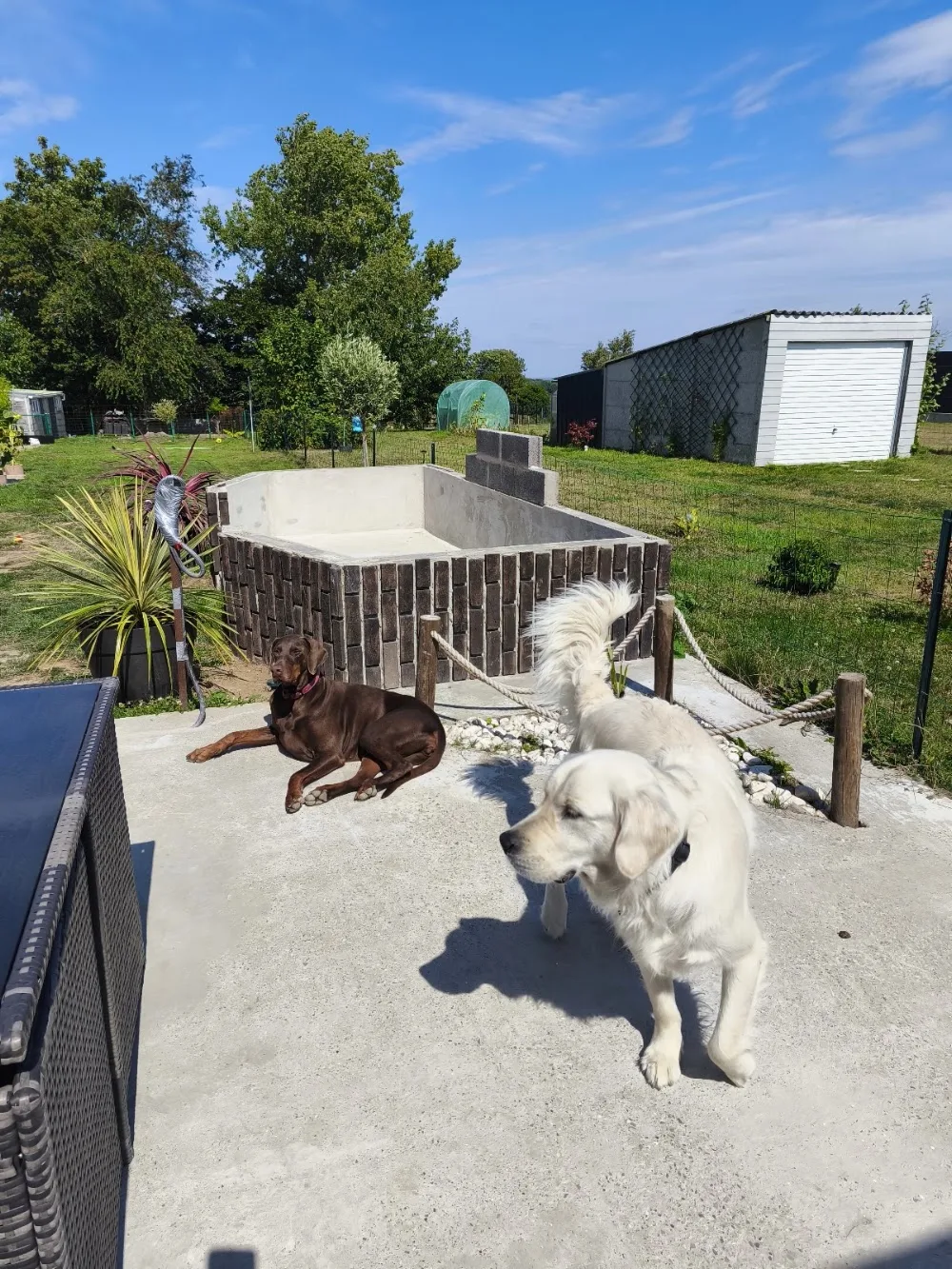 Pension Canine :🐾 La Maison Du Bonheur🐾 - Pas-de-Calais pet otel görseli 2