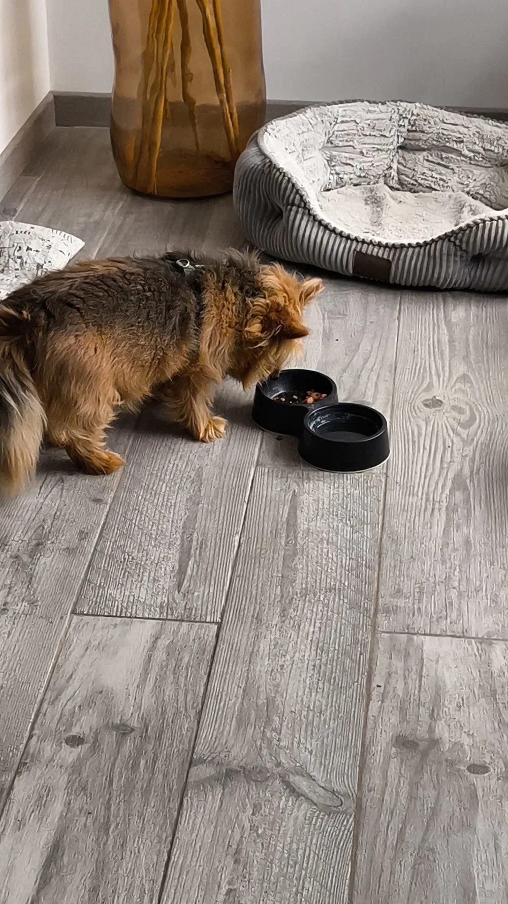 Pension Canine :🐾 La Maison Du Bonheur🐾 - Pas-de-Calais pet otel görseli 3