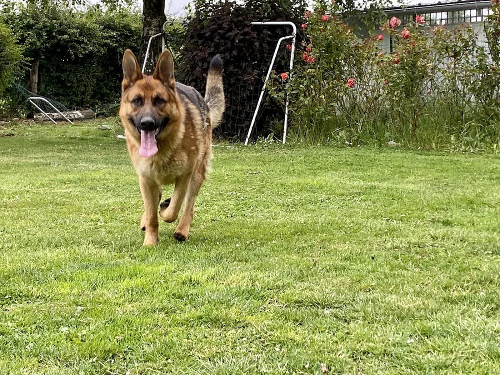 Pension canine. Pas de Calais - Pas-de-Calais pet otel görseli 3