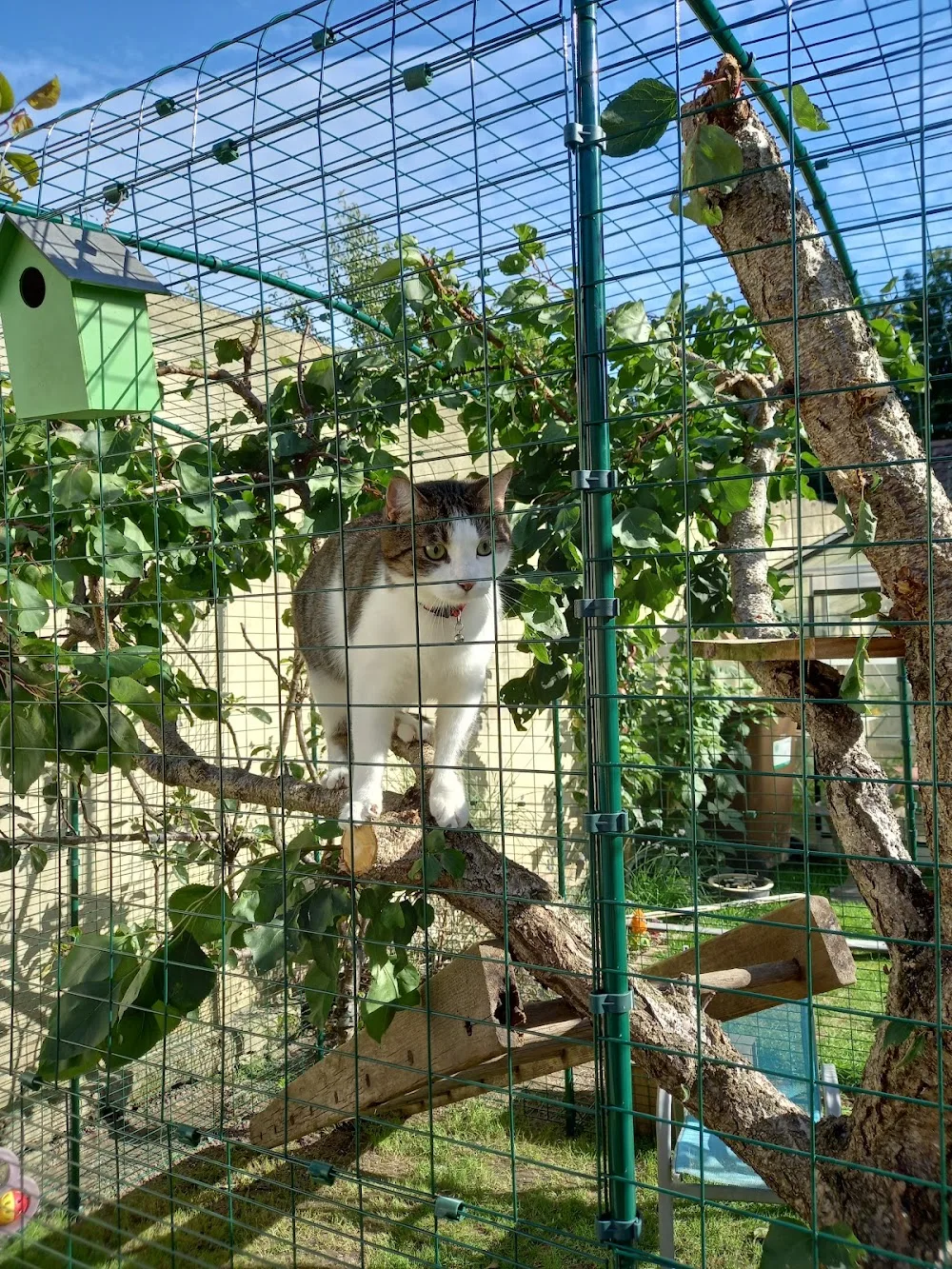 V. A.'Cats Tranquilles (pension pour chats - garde de chats) - Pas-de-Calais pet otel görseli 3