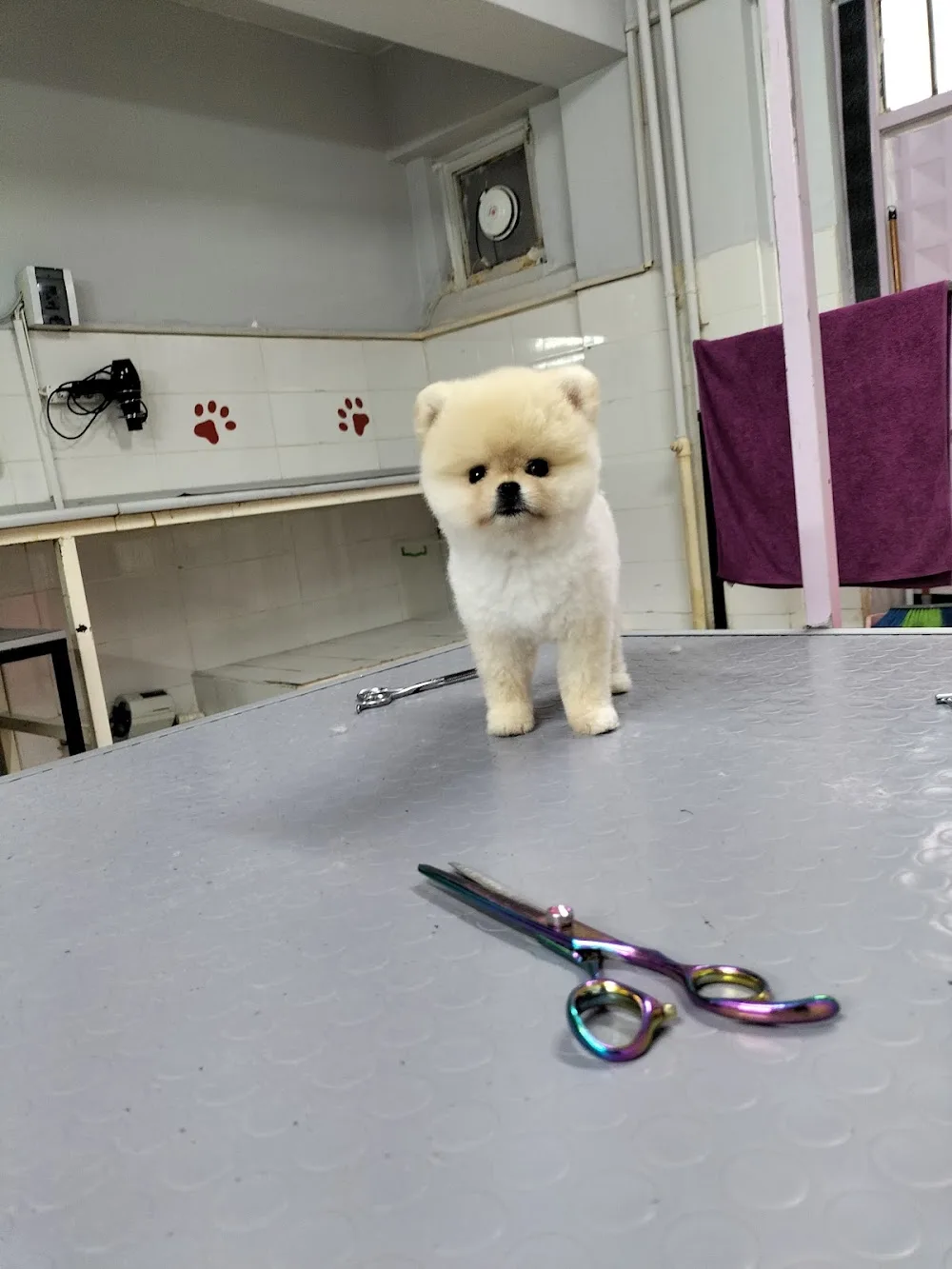 Paşam Petstore-Pet Kuaför-Kedi Oteli - Eskişehir pet otel görseli 3
