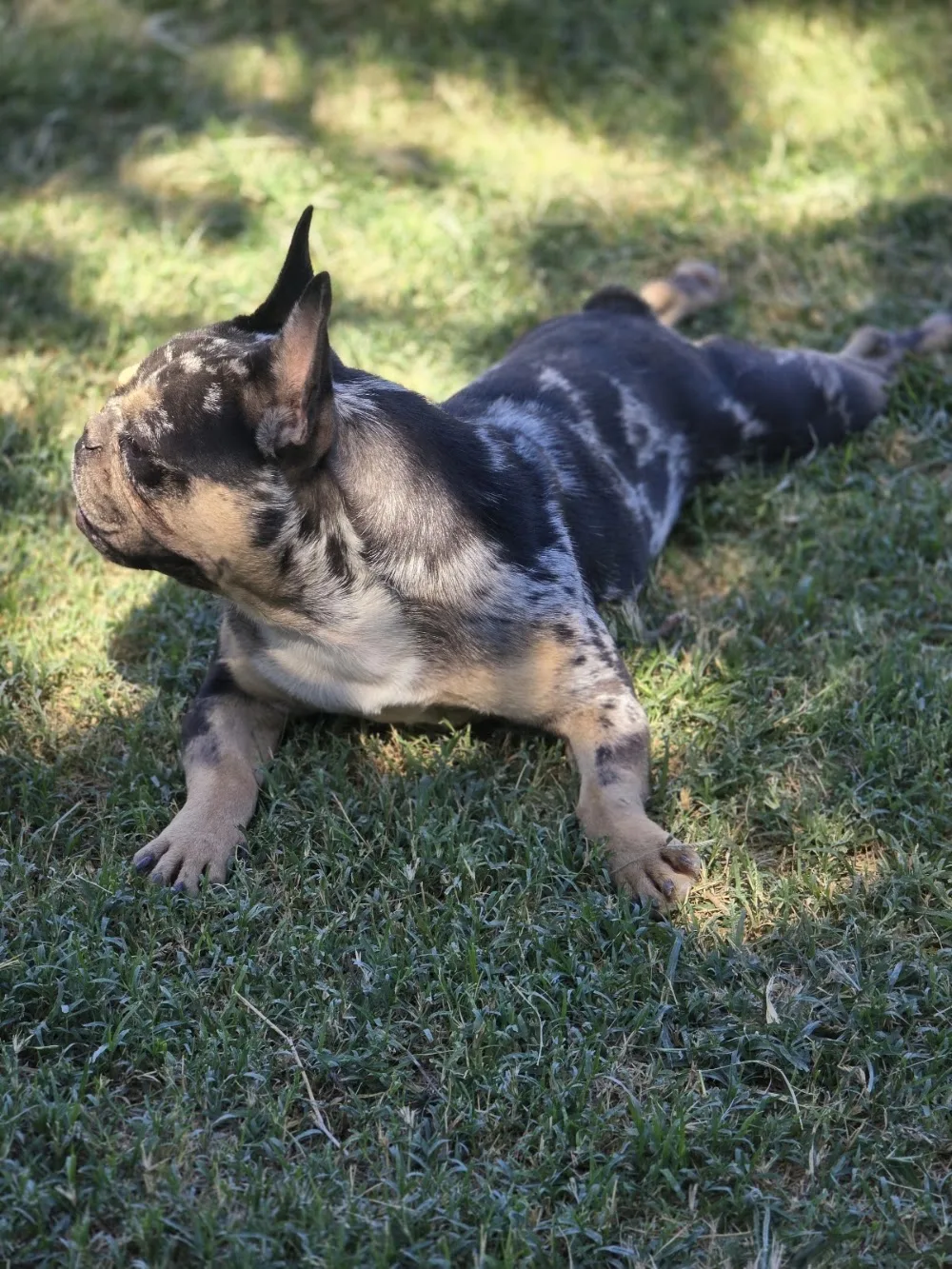 Pati abi köpek oteli ve köpek pansiyonu - Bursa pet otel görseli 2