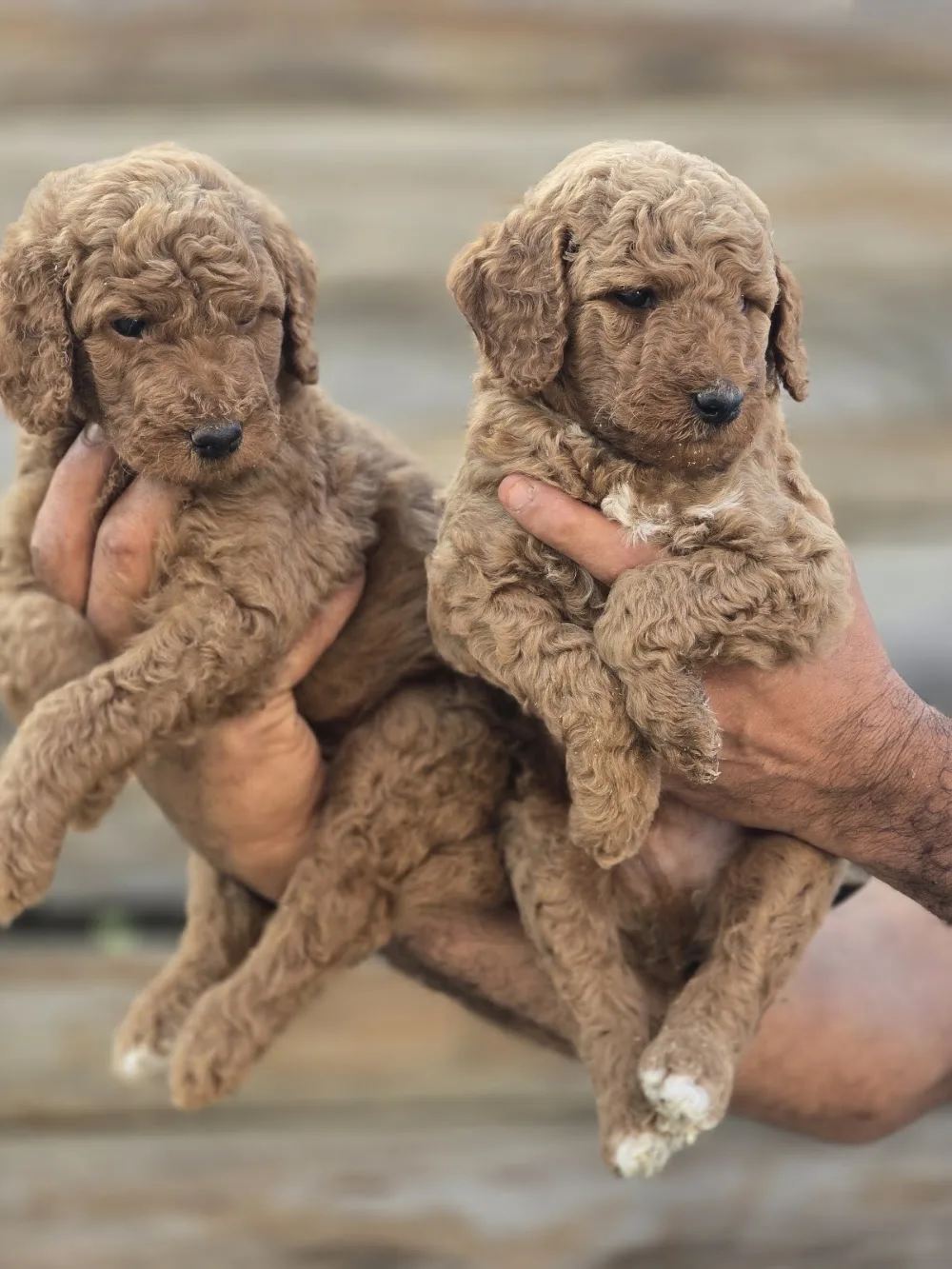 Pati abi köpek oteli ve köpek pansiyonu - Bursa pet otel görseli 3