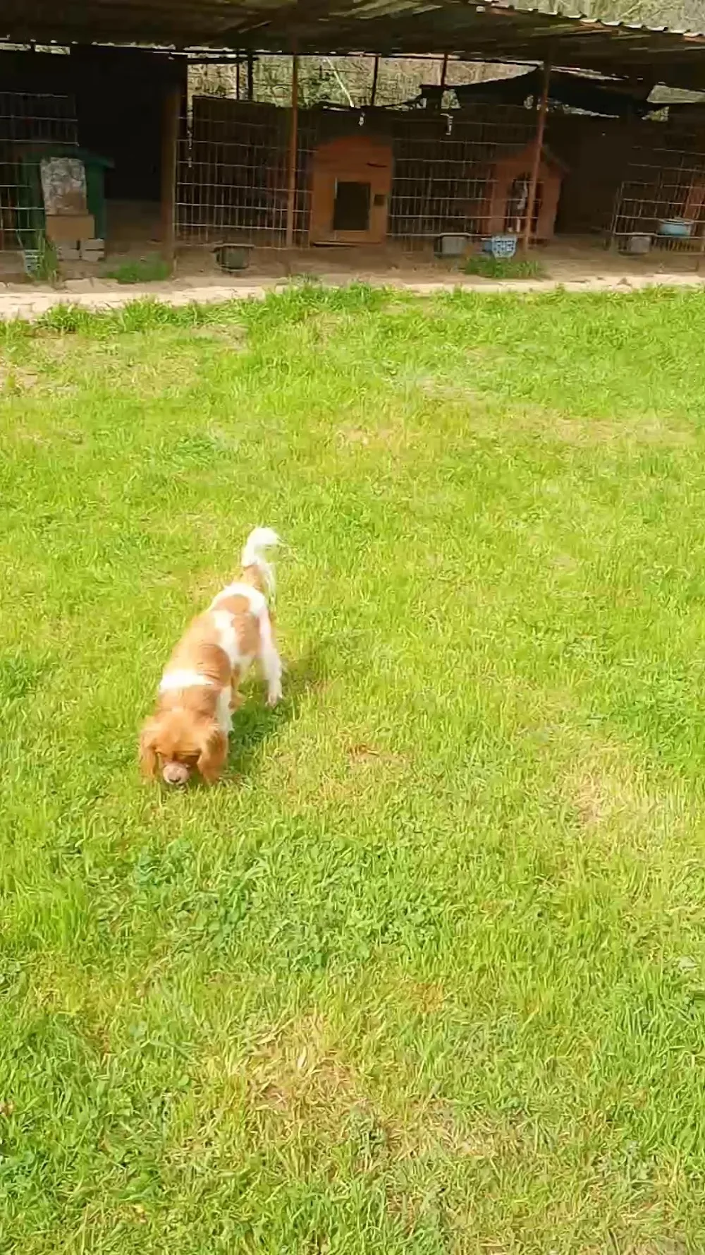 Pati Dostum Köpek Oteli - Kocaeli pet otel
