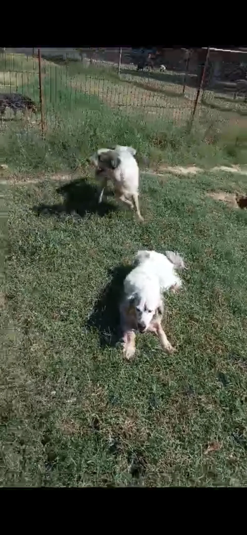 Pati Dostum Köpek Oteli - Kocaeli pet otel görseli 7