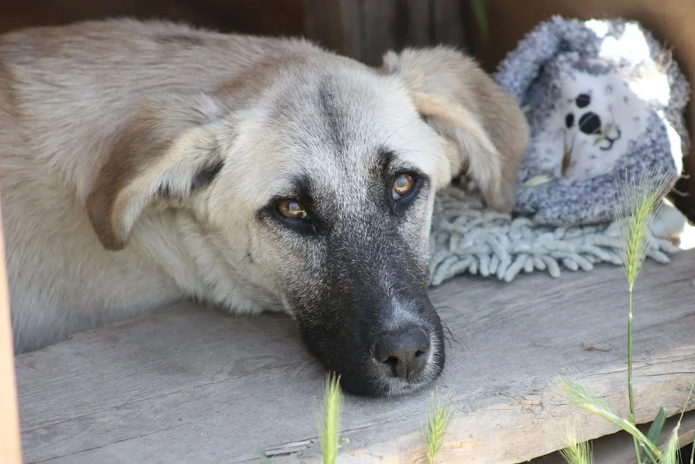 Pati Konak Kedi Köpek Oteli Pansiyonu ve Pet Taksi Nakil Bodrum Milas Muğla - Muğla pet otel görseli 2