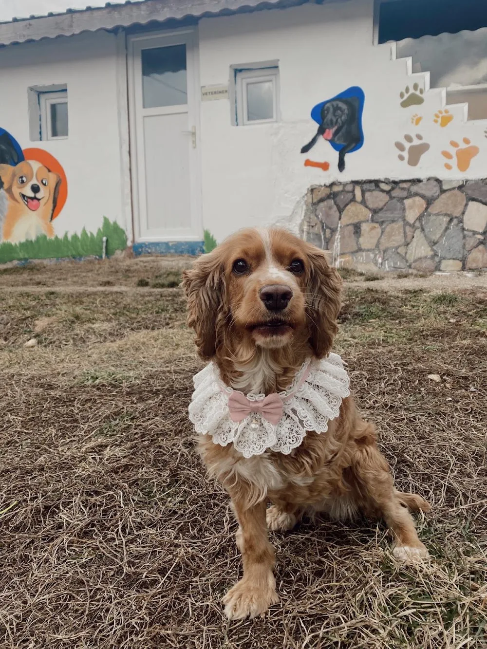 Pati Lisa Pet Oteli - Eskişehir pet otel görseli 2
