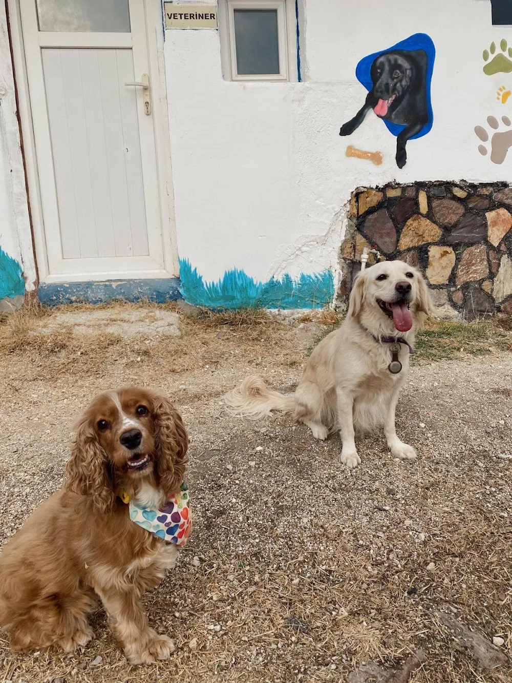Pati Lisa Pet Oteli - Eskişehir pet otel görseli 3
