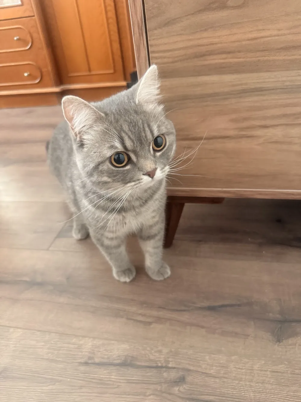 Patiklup - Mersin Kedi ve Köpek Oteli - Mersin pet otel
