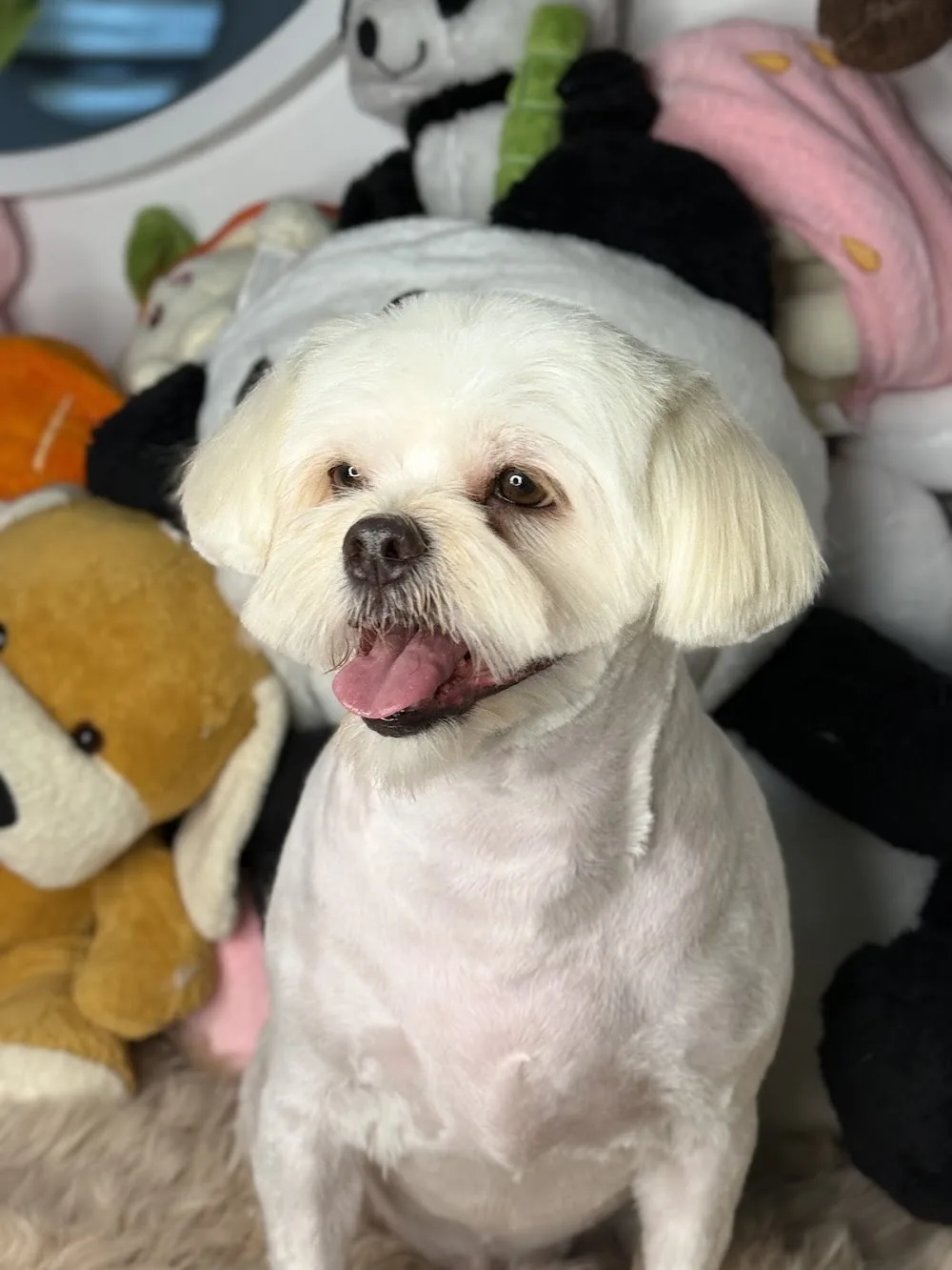 Patilance Köpek Oteli / Kreş & Kuaför - Denizli pet otel
