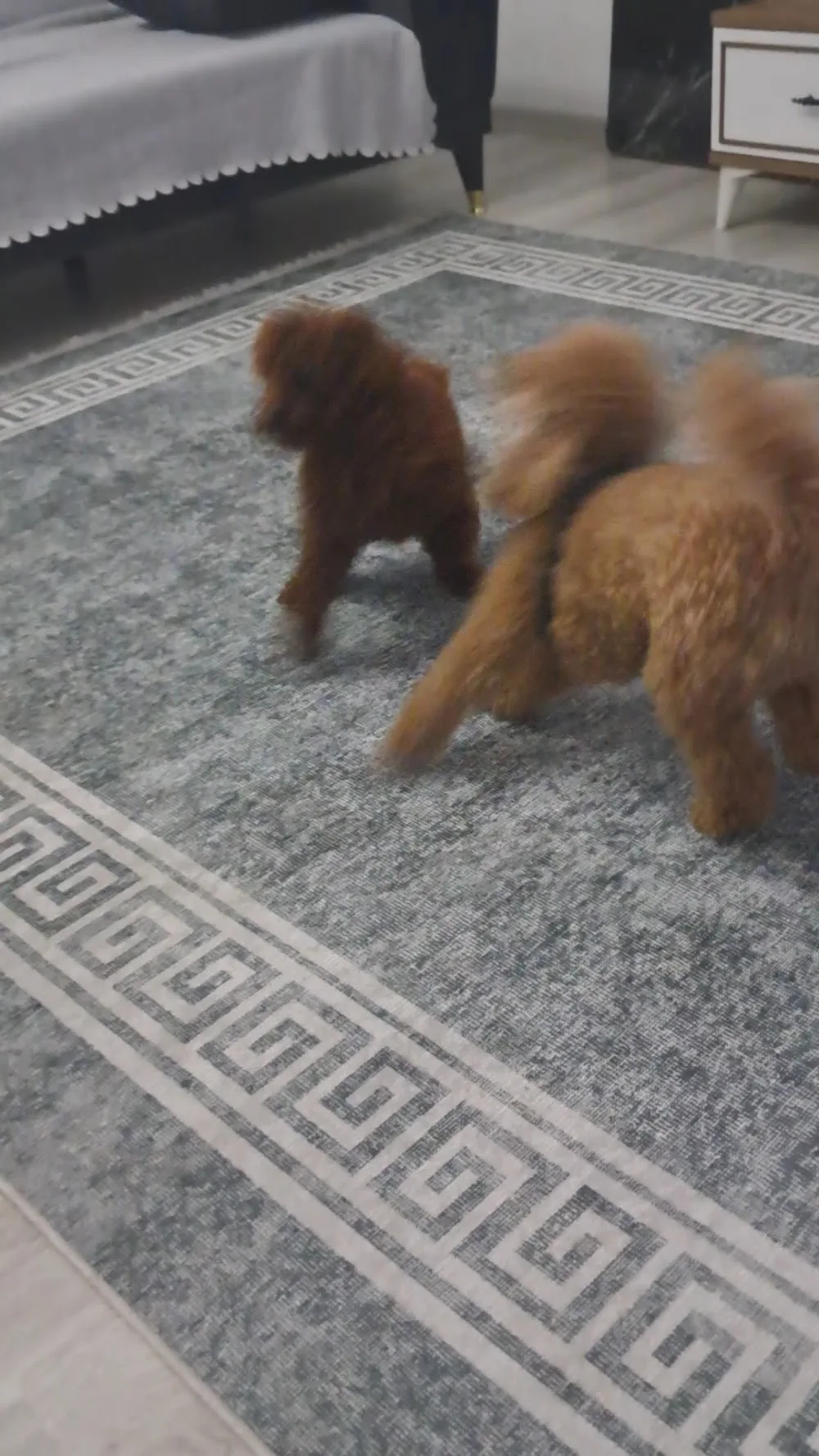 PATİLİ EVİM KÖPEK OTELİ - Istanbul pet otel görseli 6
