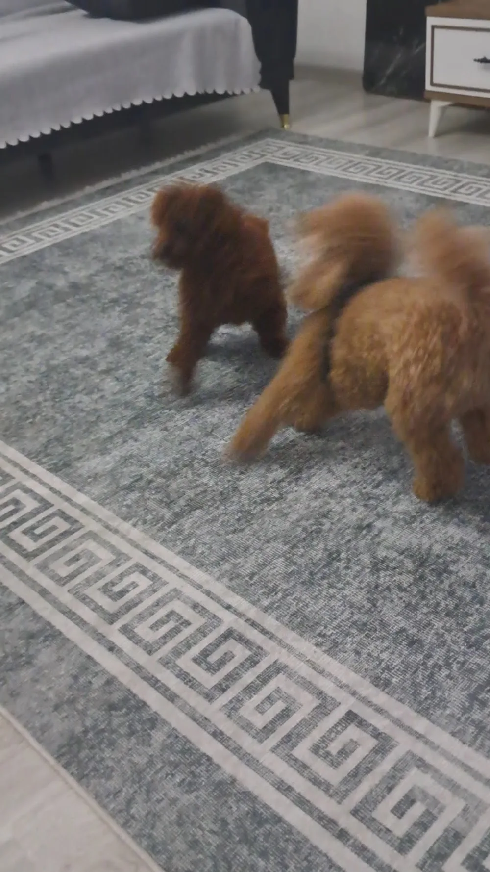 PATİLİ EVİM KÖPEK OTELİ - Istanbul pet otel görseli 10