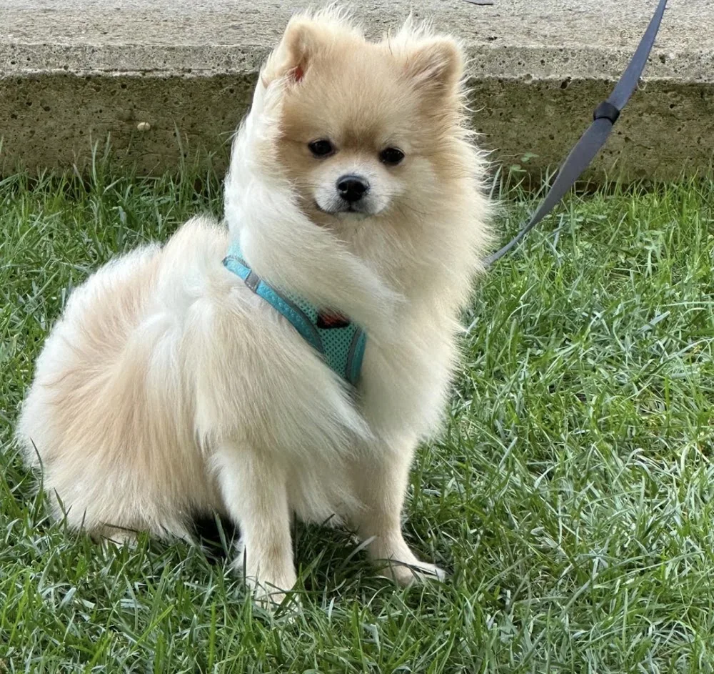 PATİLİ EVİM KÖPEK OTELİ - Istanbul pet otel görseli 11