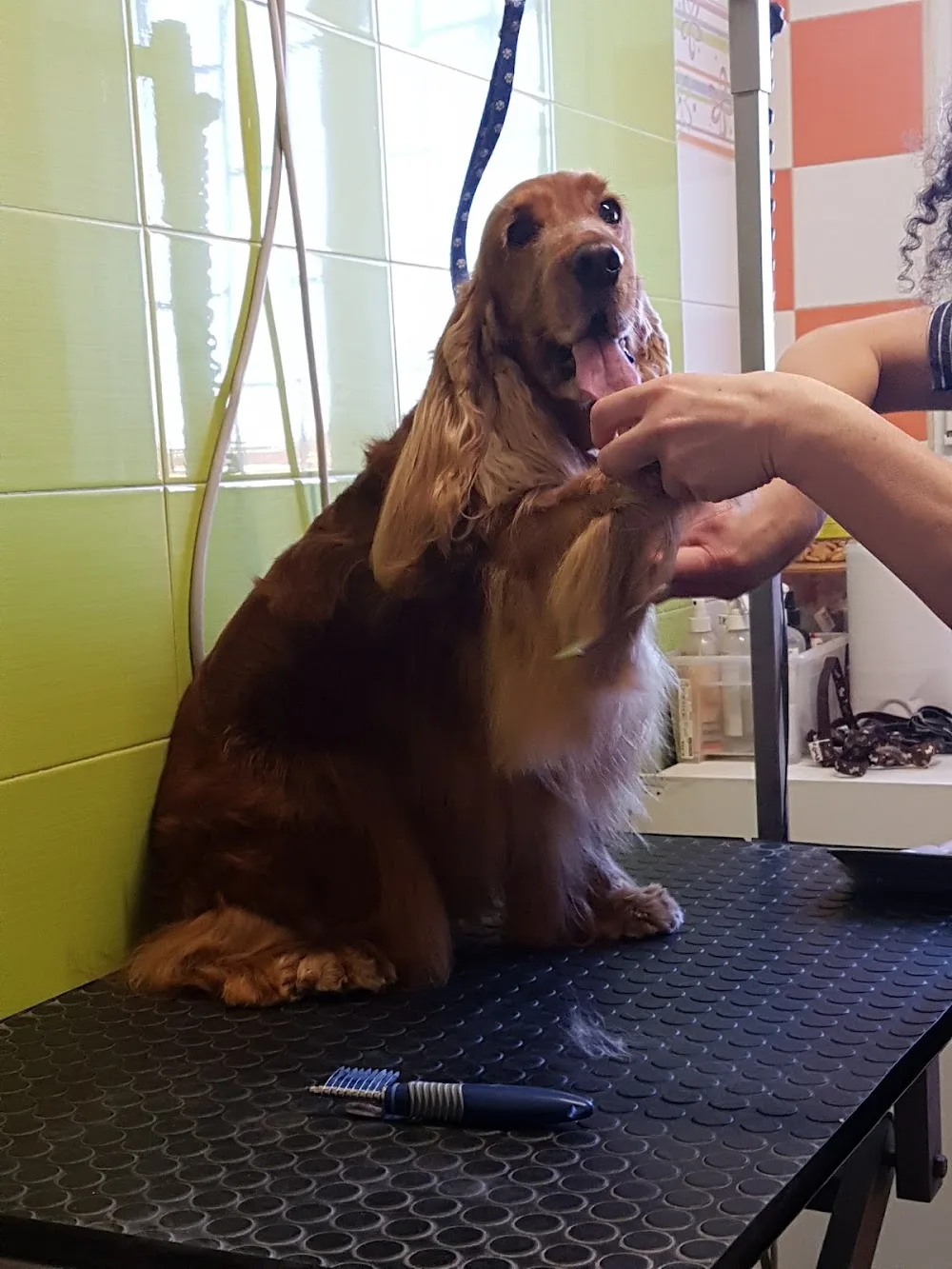 Dogs Country Village - Pavia pet otel