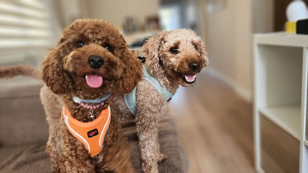 Pawist Pet Oteli ve Kreşi - Kedi Köpek Oteli ve Pansiyonu - Istanbul pet otel görseli 6