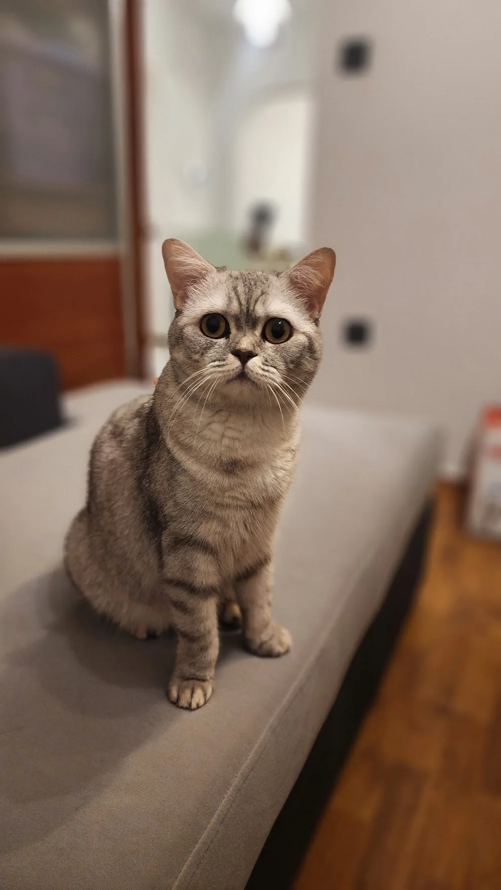 Pawist Pet Oteli ve Kreşi - Kedi Köpek Oteli ve Pansiyonu - Istanbul pet otel görseli 7