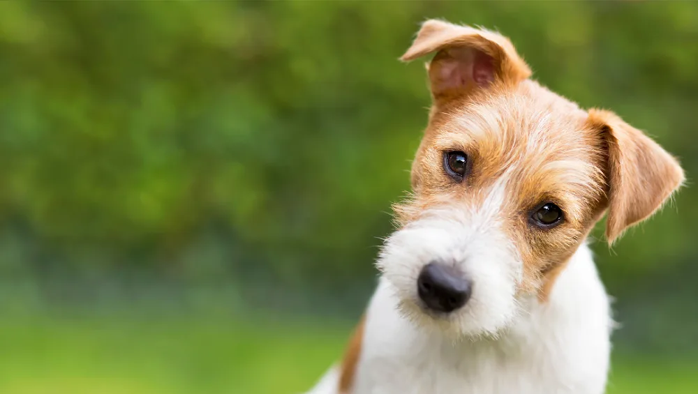 COMME CHIEN ET CHAT - Pays-de-la-Loire pet otel