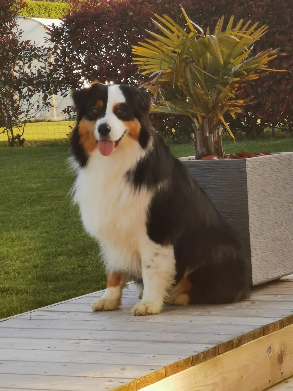 domaine ephibelline: pension chien chat - Pays-de-la-Loire pet otel görseli 2