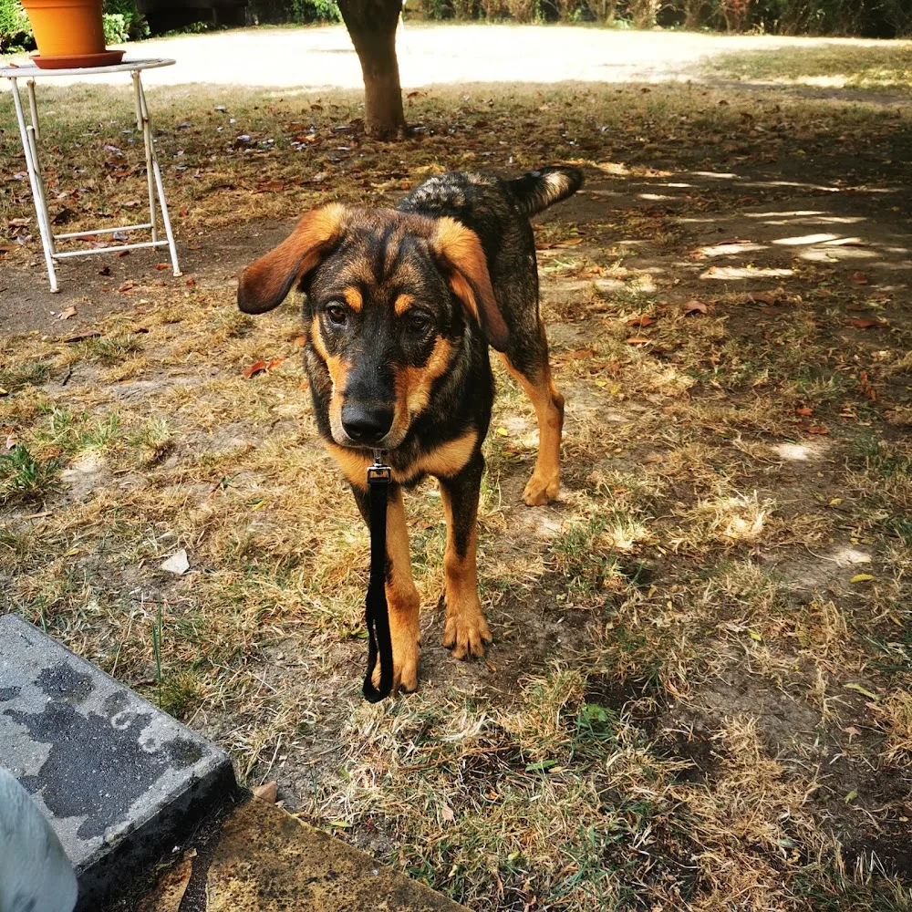 La Co'Lau Dog Saint Mars La Jaille - Pays-de-la-Loire pet otel görseli 3