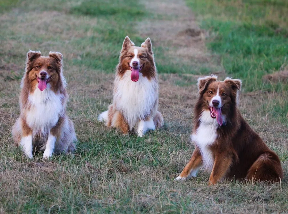 L'Oasis - pension canine et féline - Pays-de-la-Loire pet otel