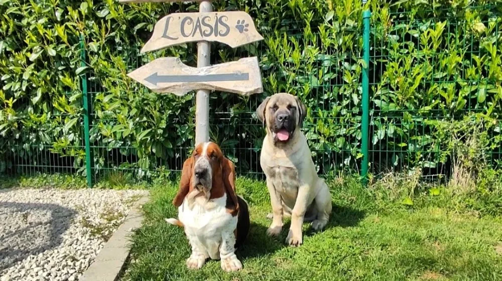 L'Oasis - pension canine et féline - Pays-de-la-Loire pet otel görseli 3