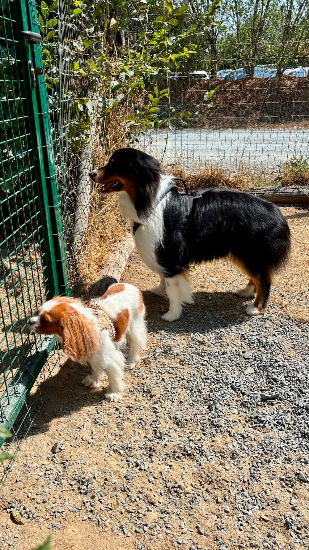 Pension Canine du Puy du Fou - Pays-de-la-Loire pet otel görseli 7
