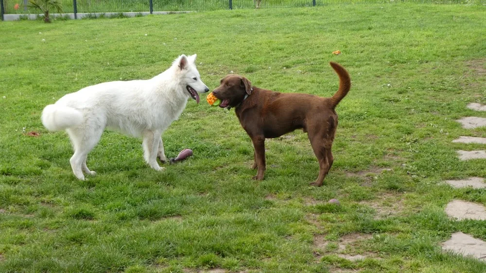 Pension canine familiale Nono & Co - Pays-de-la-Loire pet otel