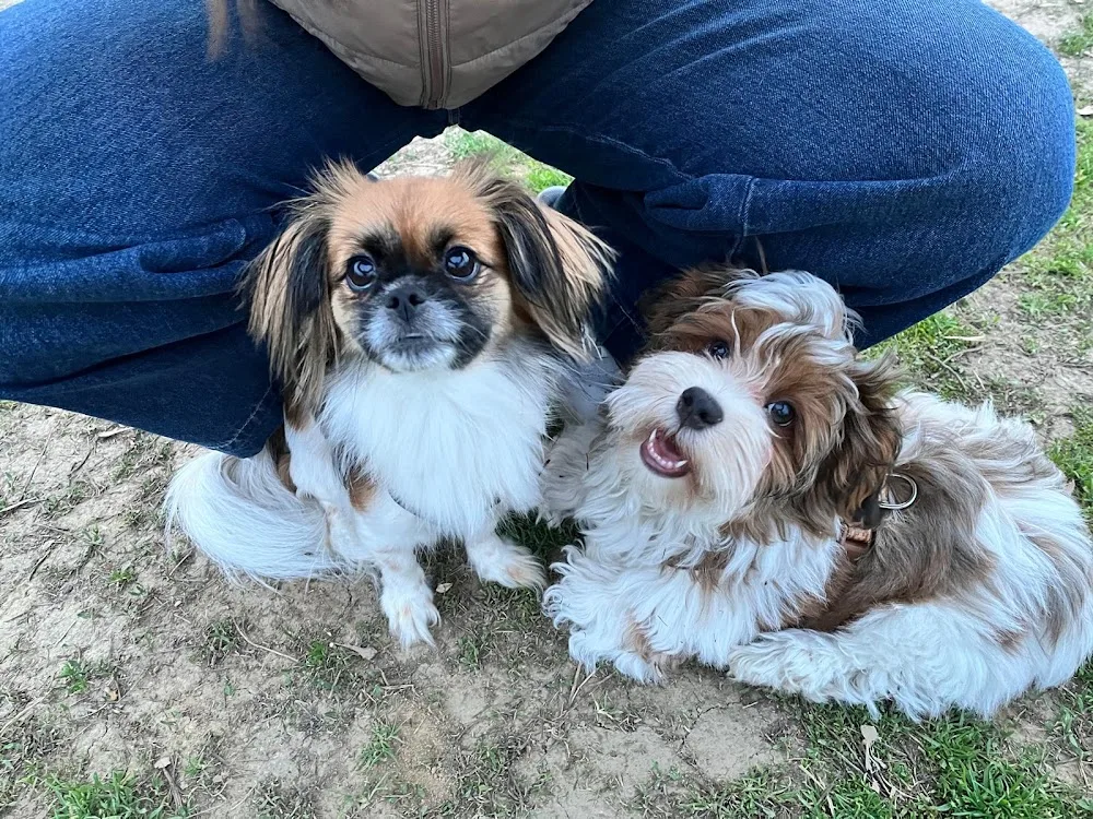 Dream Team Dog Farm B. Havanese Kennel - Pécs pet otel