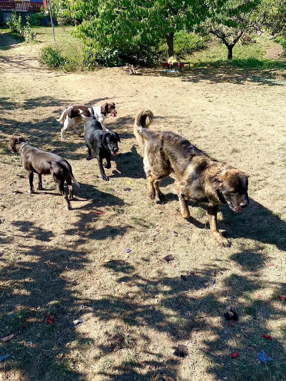 Pótmami Kutyanapközi és -panzió - Pécs pet otel