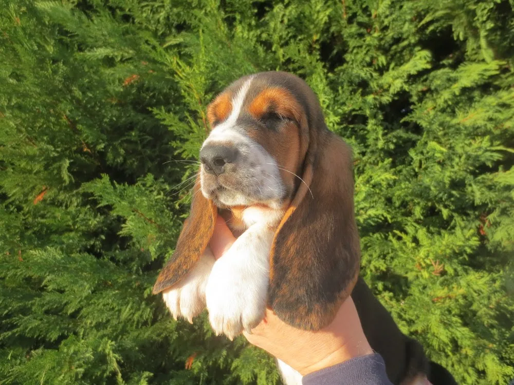 SaSa-ReSi Bassethoundkennel - Pécs pet otel görseli 3