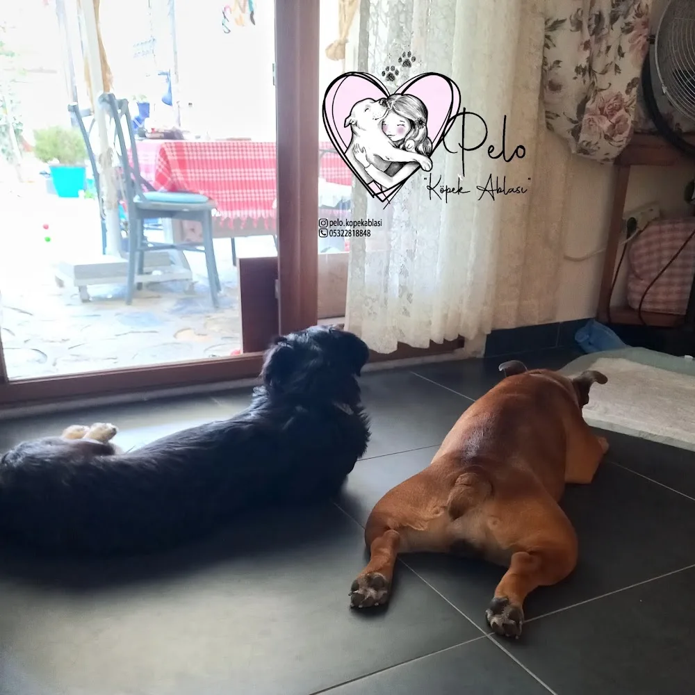 Pelo Köpek Ablası , Gündüz Bakım, Gece Konaklama Hizmeti, Köpek Bakımı, Köpek Hoteli, Köpek Pansiyonu - Bodrum pet otel görseli 2