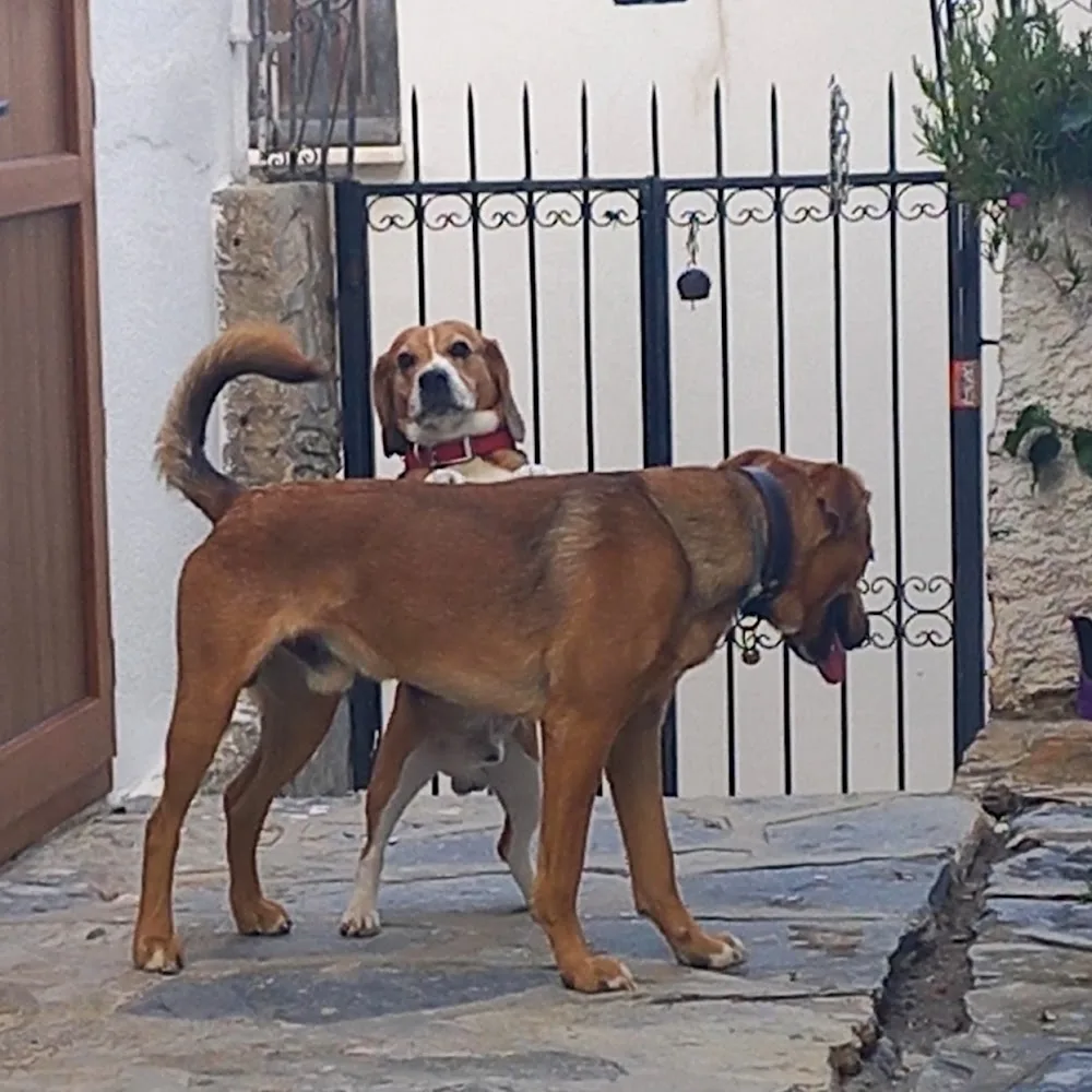 Pelo Köpek Ablası , Gündüz Bakım, Gece Konaklama Hizmeti, Köpek Bakımı, Köpek Hoteli, Köpek Pansiyonu - Bodrum pet otel görseli 3