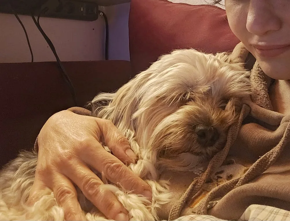 Pembe Köpek Evi | Köpek Oteli - Şile pet otel görseli 3