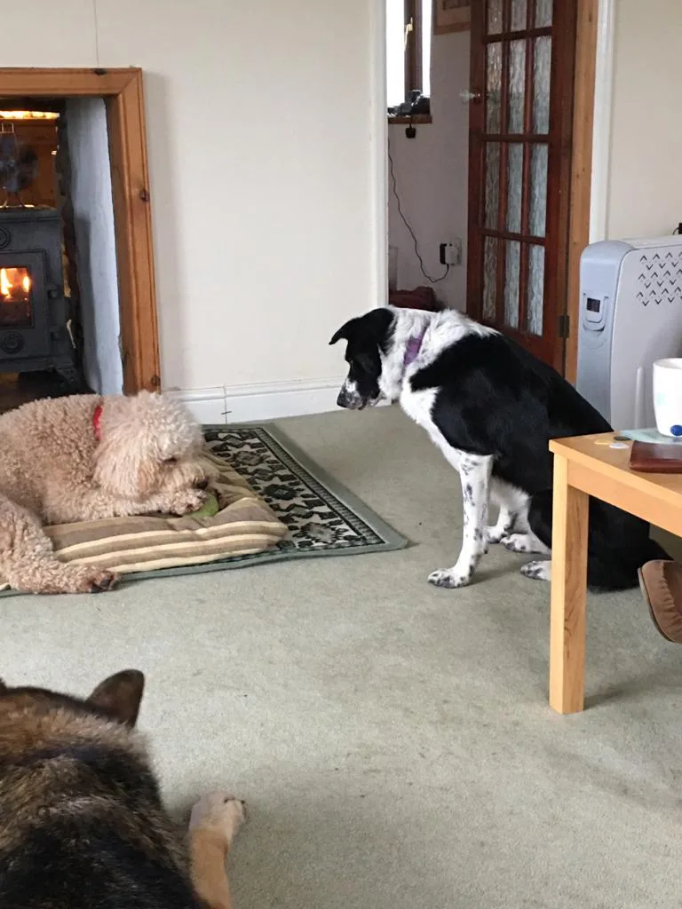 Berry Hill Boarding Kennels - Pembrokeshire pet otel görseli 3