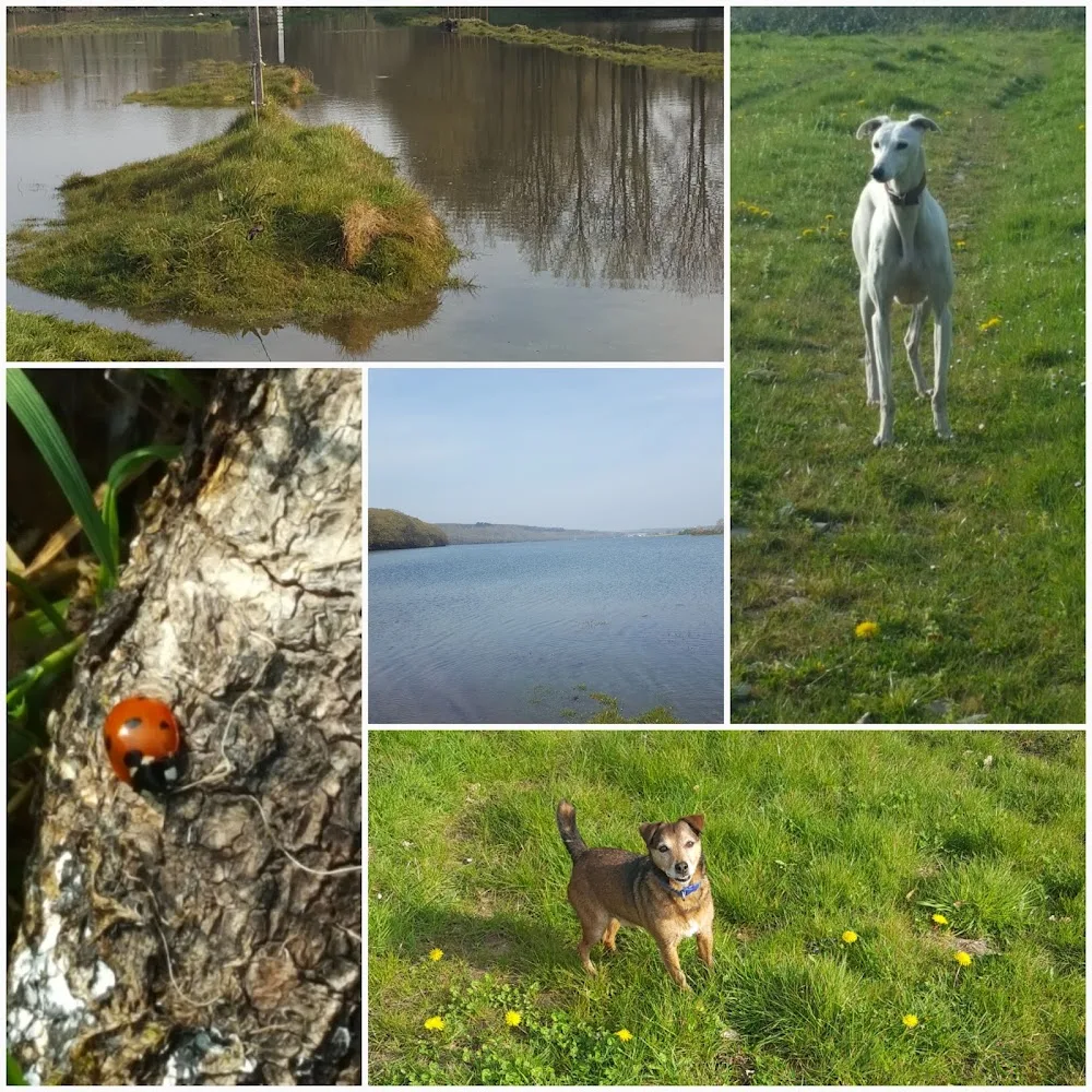 Broadlane Kennels Lawrenny - Pembrokeshire pet otel