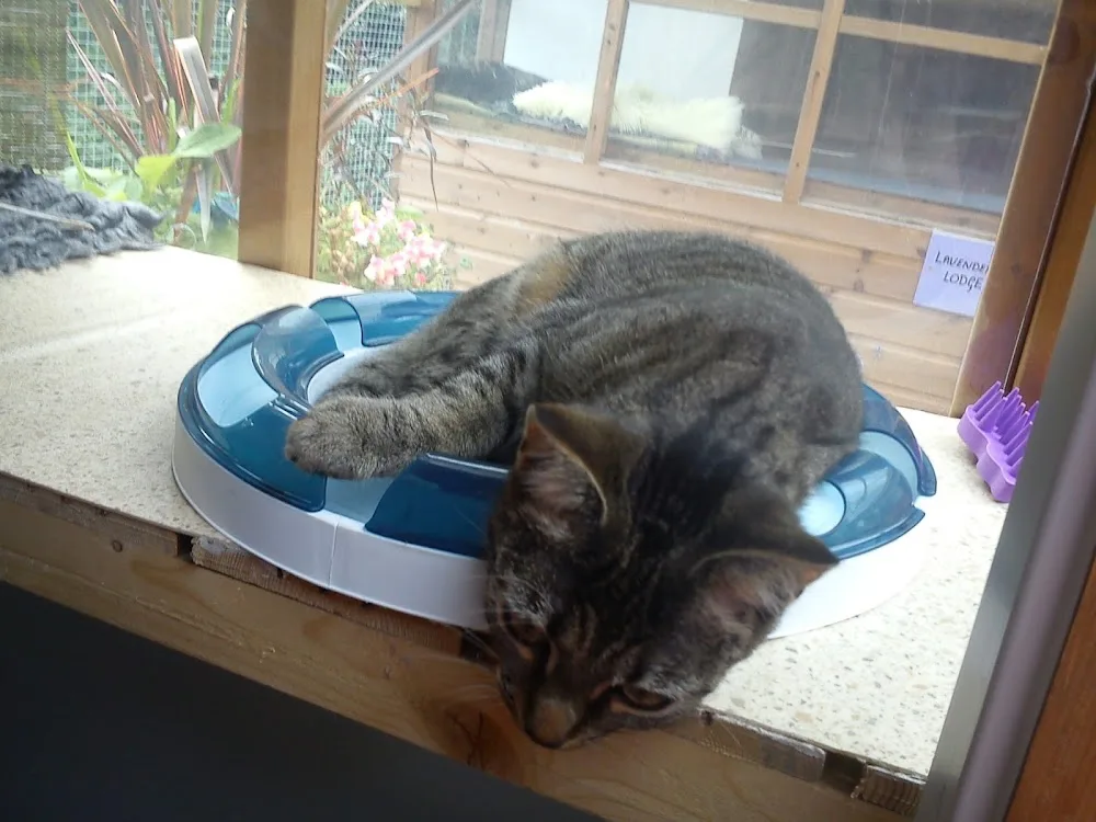 Clements Dale Cattery - Pembrokeshire pet otel