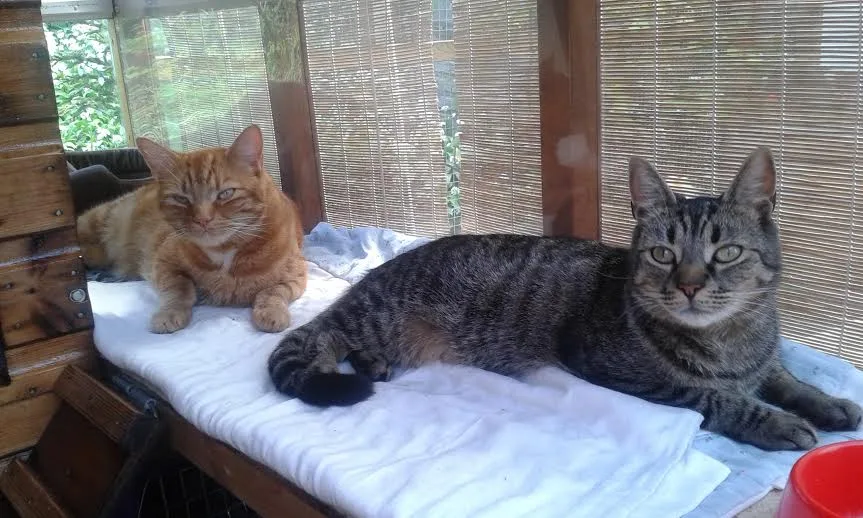 Clements Dale Cattery - Pembrokeshire pet otel görseli 3