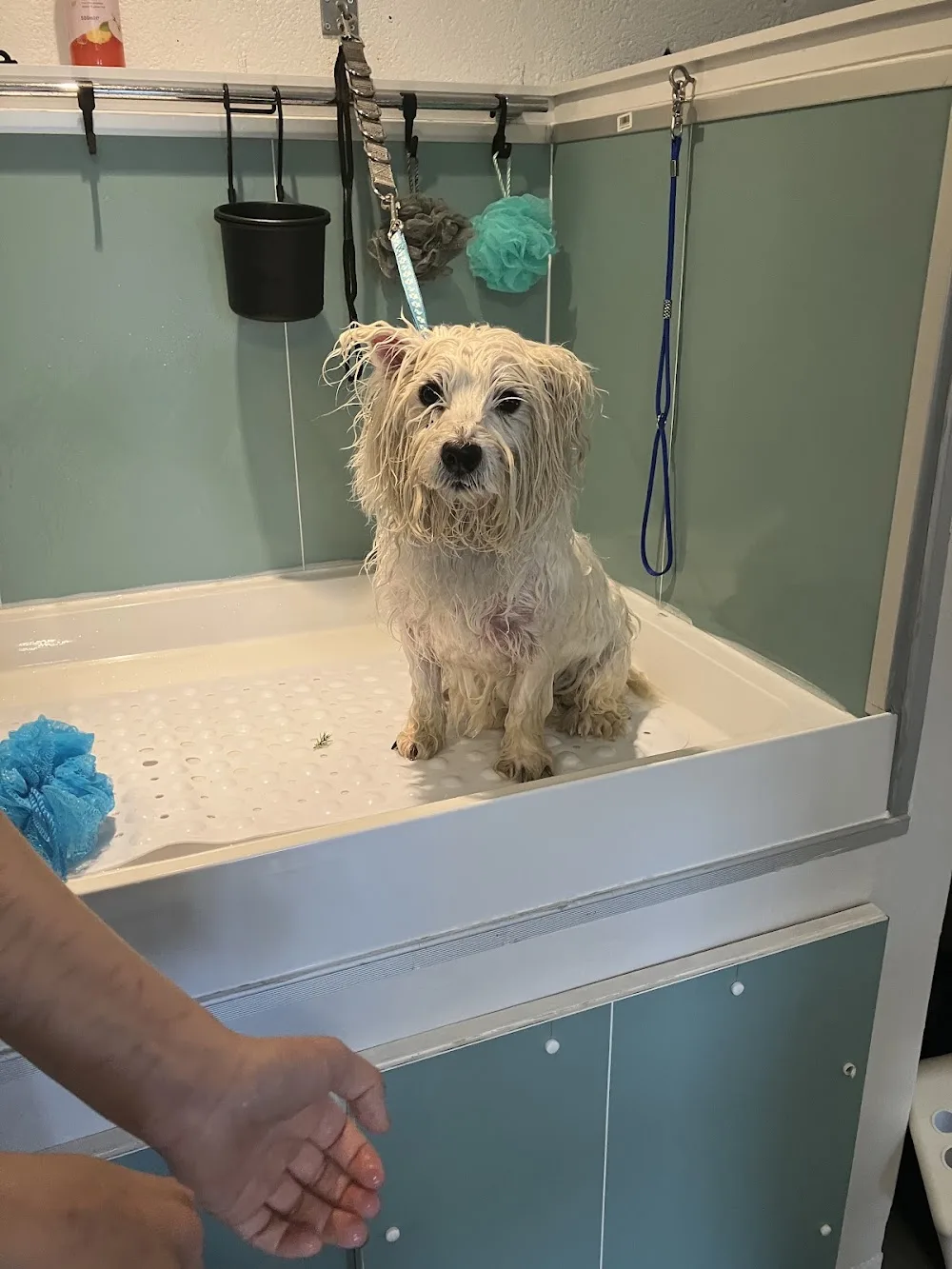 Cosheston Dog Services - Pembrokeshire pet otel