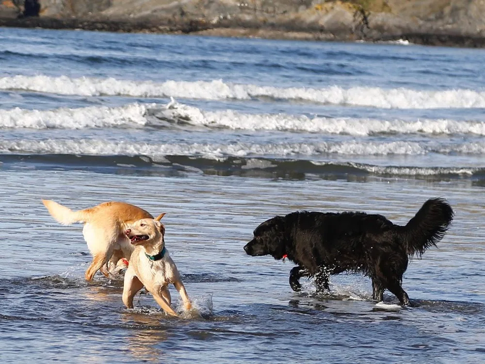 Dogsbody Home Boarding - Pembrokeshire pet otel