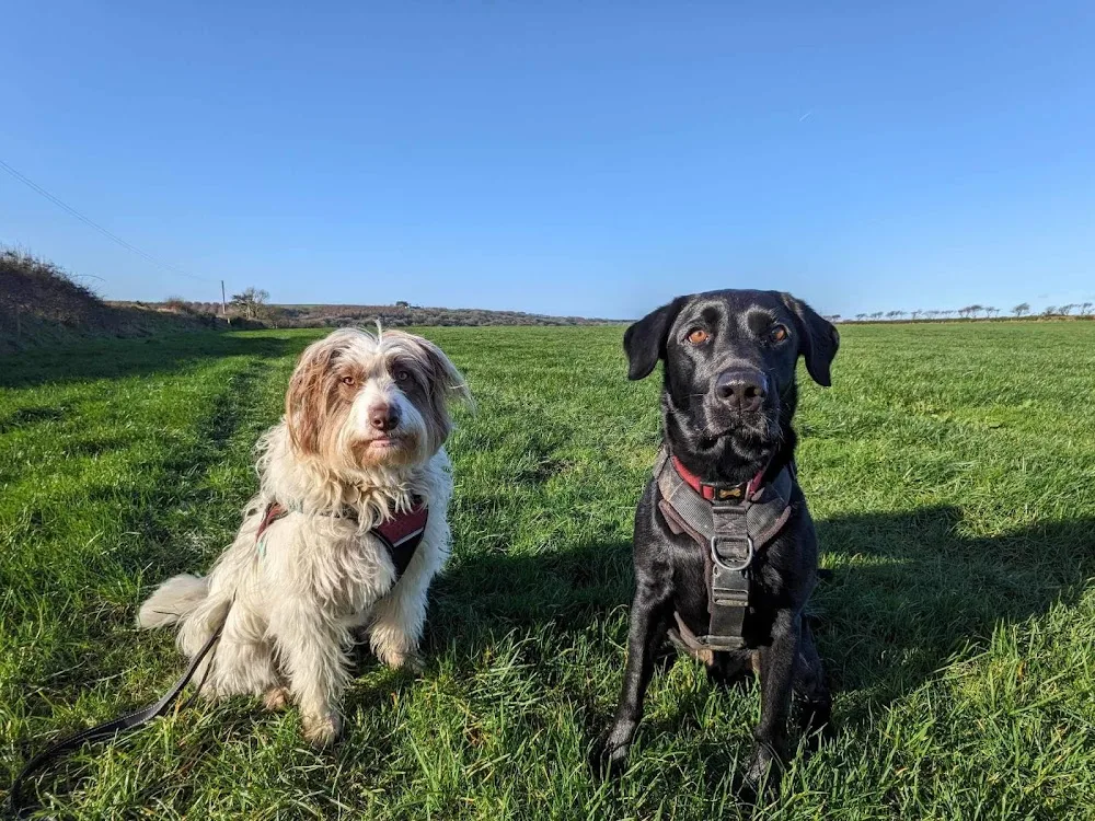 Dogsbody Home Boarding - Pembrokeshire pet otel görseli 3