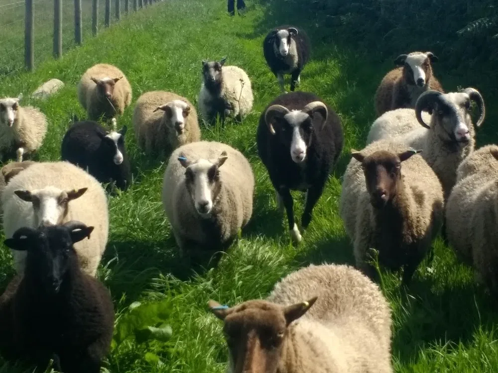 Druidston Home Farm Campsite - Pembrokeshire pet otel görseli 3
