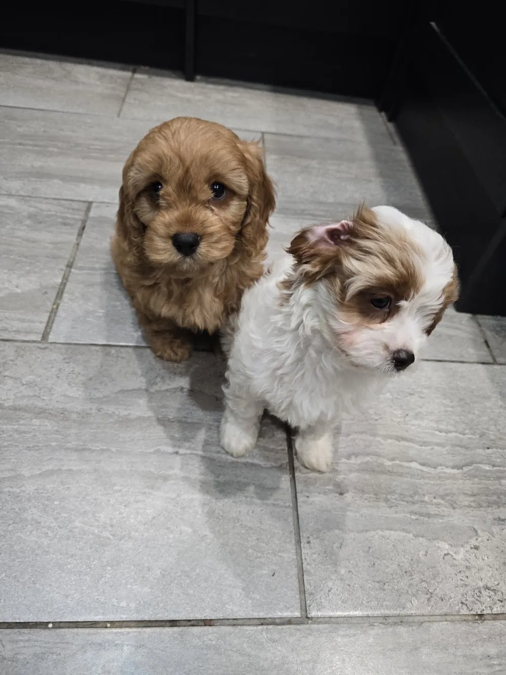 Gwynmardene Kennels - Pembrokeshire pet otel görseli 3