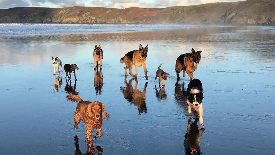 Happy Hounds and Horses - Pembrokeshire pet otel