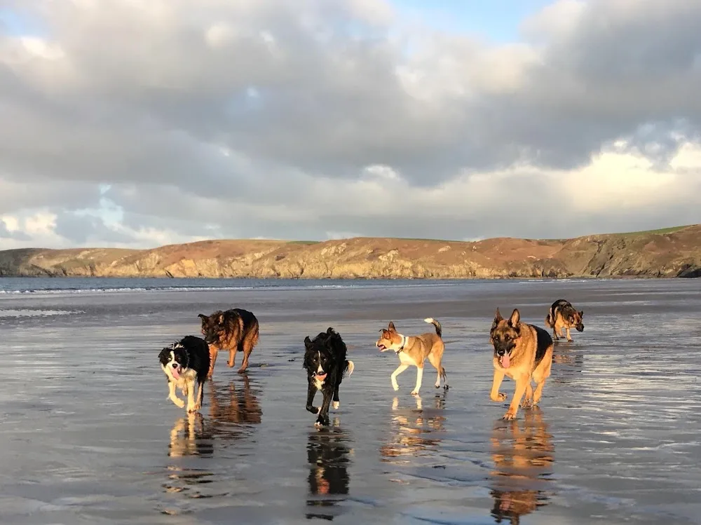 Happy Hounds and Horses - Pembrokeshire pet otel görseli 3