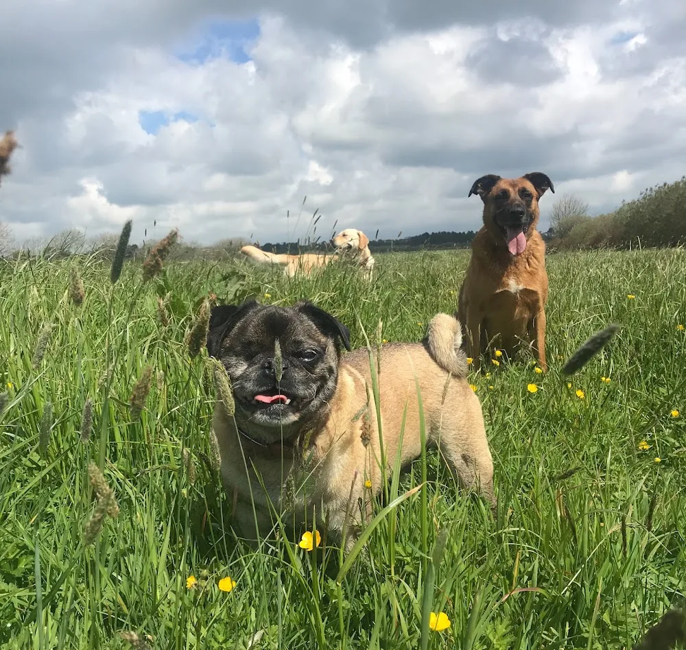 Happy Hounds & Horses - Pembrokeshire pet otel