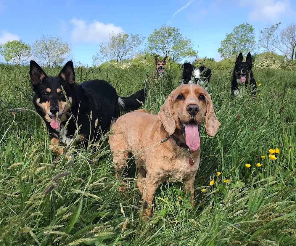 Happy Hounds & Horses - Pembrokeshire pet otel görseli 3