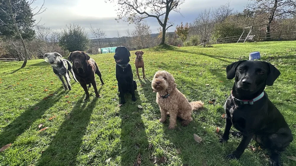 Landsker Paws - Pembrokeshire pet otel görseli 2