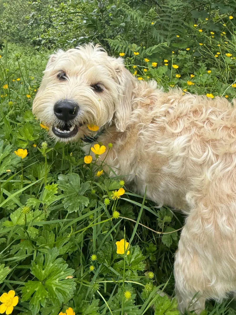 Landsker Paws - Pembrokeshire pet otel görseli 3